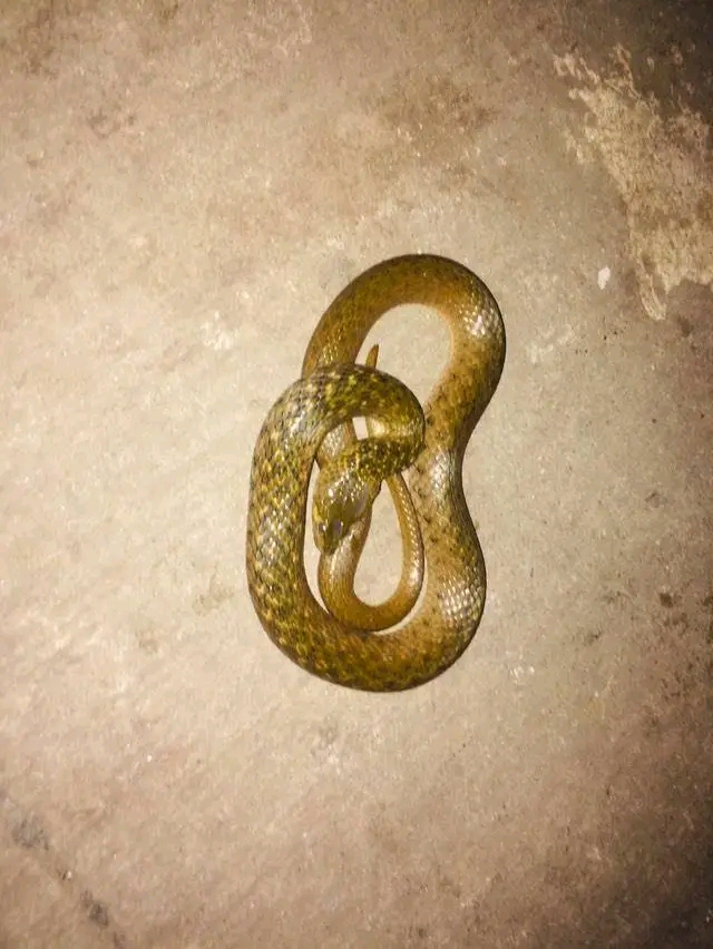 सिन्धुली मा फेरि सर्प को टाेकाई बाट एक महिला काे मृत्युु