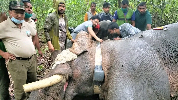 ध्रुवे हात्ती काे दाराकाटियाे