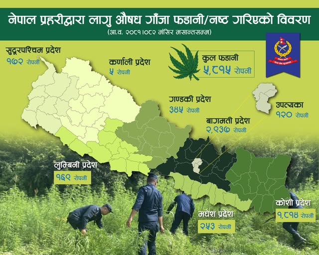 देशभरि ८,८१५ रोपनी क्षेत्रफलमा लगाइएको गाँजा फँडानी, सबैभन्दा बढी बागमती प्रदेशमा