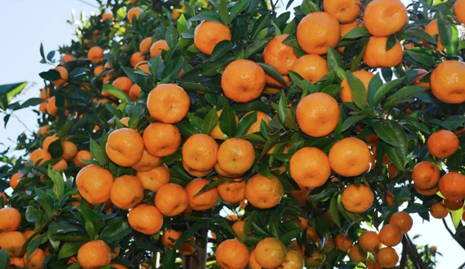 सुन्तलाको मूल्य वृद्धि हुँदा किसान उत्साहित