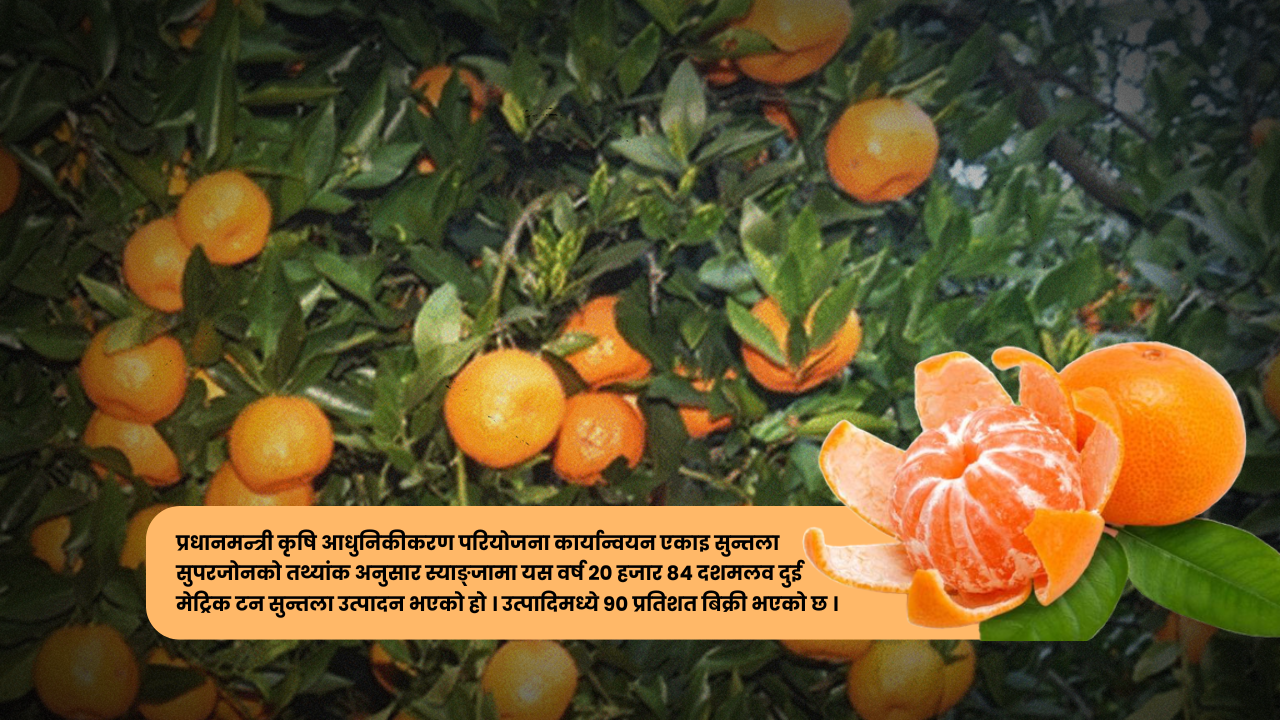 कृषि आधुनिकीकरणमा स्याङ्जाली मोडल: यसवर्ष स्याङ्जाले बेच्यो १ अर्ब बढीको सुन्तला